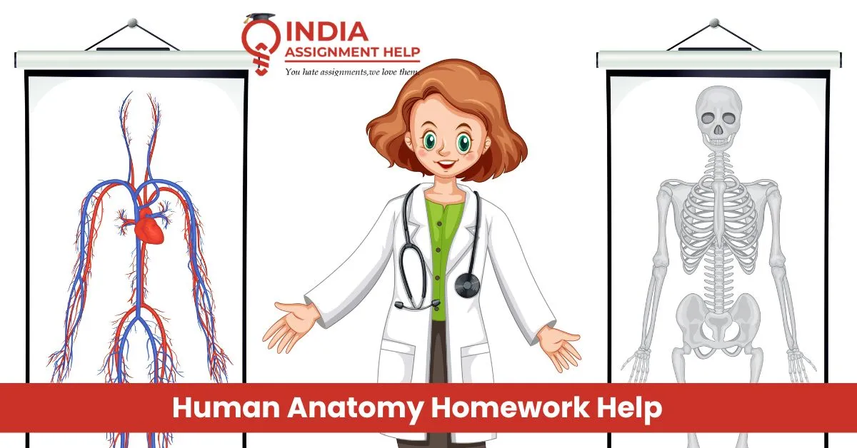 Human Anatomy Homework Help: Achieve Excellence Easily