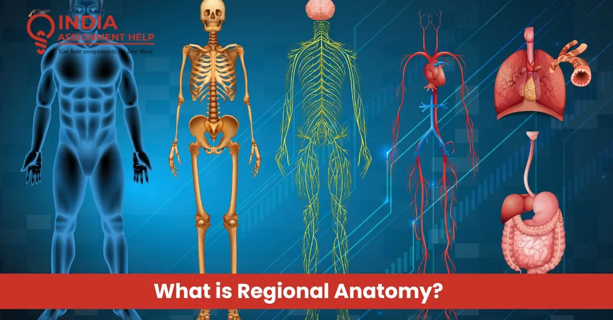 Human Anatomy Assignment Help: Understanding Regional Anatomy